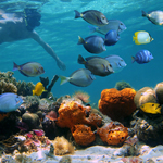 Parte en el estilo en las hermosas aguas que rodean las Bahamas en un barco de fiesta de lujo de yates Bahamas Snorkeling